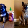 主人紀錄愛犬成長的另類方式　用辣椒醬瓶子當比例尺！　