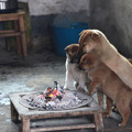 暖心！好心人給了這窩狗狗暖爐，狗狗舒服的窩在暖爐旁，露出暖心的笑容！ 