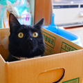 日本網友撿到一對萌萌小黑貓　長大竟變得超煞氣啊～