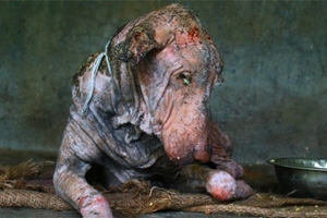 印度有隻可憐狗狗皮膚脆弱到感覺一碰就會破，但是2個月之後牠的「超正模樣」大家都被萌翻了！ 