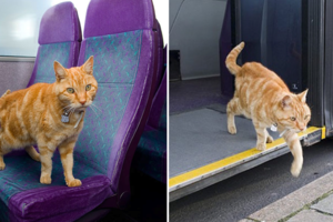 你是通勤族吧！這隻橘貓爺爺每天都和乘客一起排隊上公車，甚至搭到離家16公裡遠的城鎮(((ﾟДﾟ;)))