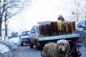 為了幫助自己殘疾主人維持生計，零下十度狗狗幫助主人賣冰糖葫蘆