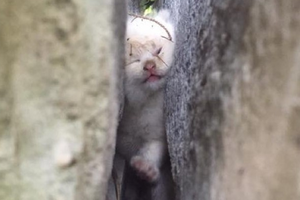 小貓咪卡巨石之間整整兩天，救助人員輪流撫摸安慰小貓 