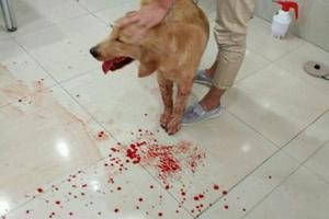 黃金獵犬突然大吐血，送去醫院檢查原因後，主人大哭：是我害了牠