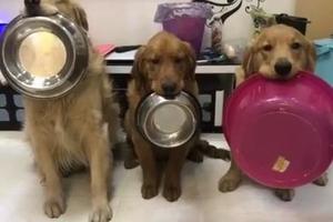 狗狗們各自拿飯碗等待吃飯，結果右邊狗狗卻拿了個洗澡盆，讓人笑噴！ 