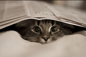 隱藏於眾目睽睽下的小貓，妳能找得到牠們嗎?