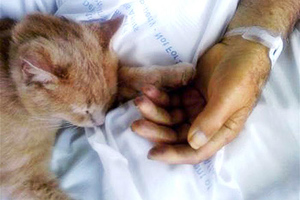 貓咪預測死亡第六感，病床上握住退伍老兵的手，安撫老兵心靈