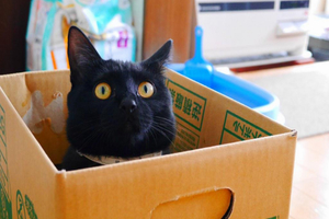 日本網友撿到一對萌萌小黑貓　長大竟變得超煞氣啊～