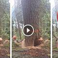 伐木工人砍伐「巨大珍貴老樹」，沒想到下一秒樹木竟突然...嚇得他落荒而逃！原來老天爺都有在看.....