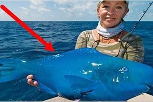 女子在海上釣魚，沒想到突然釣上一隻「藍色怪魚」，沒想到牠居然是...好神奇！