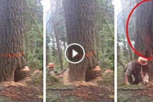 伐木工人砍伐「巨大珍貴老樹」，沒想到下一秒樹木竟突然...嚇得他落荒而逃！原來老天爺都有在看.....
