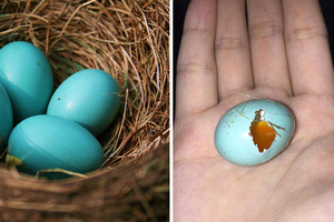 網友在陽台撿到一顆「水藍色的蛋」原以為是被染色了，結果一查才發現...竟是「台灣特有種」！