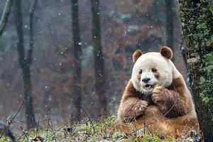 這隻「全球唯一的棕色大熊貓』因特殊髮色被媽媽拋棄遭霸凌長大，現在在保育員的照顧下牠幸福的模樣萌炸了！