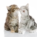 拜託再親一個嘛~貓咪瘋狂用肉掌索吻，實在太閃了！