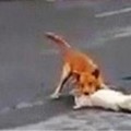 鼻酸！小白狗遭車當場撞死，小黃狗拼了命守護好友的遺體！