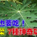 「木瓜葉」7種神奇功效大揭密！對抗腫瘤、平衡血糖、增強免疫力通通有效，再苦也要吃。 