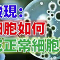 新發現：癌細胞如何變回正常的細胞?把這篇分享出去吧! 可以幫助許多人！ 