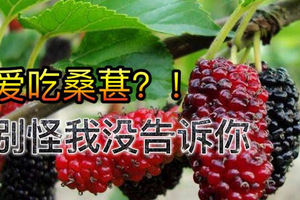 愛吃小野果桑椹？別怪我沒告訴你哦！ 