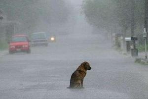 流浪狗坐在路上無處躲雨，好心人脫下衣服為其擋雨！ 