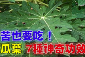 「木瓜葉」7種神奇功效大揭密！對抗腫瘤、平衡血糖、增強免疫力通通有效，再苦也要吃。 