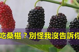 愛吃桑椹？別怪我沒告訴你！看了絕對會嚇一跳！ 