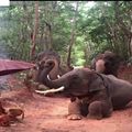 萬物皆有靈：泰國大象們竟然向路邊打坐的高僧下跪！視頻