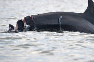小海豚遭船槳割傷「尾部裂成四塊」，但1年後奇蹟自癒模樣證明當初不安樂死是對的！