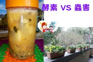 環保酵素 VS 蟲害