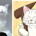 日本網友養了一隻長毛白長相酷似貓仙人