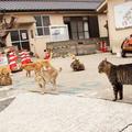 由於人口老齡化，日本青島「貓咪天堂」要把所有貓都閹了？