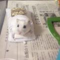 日本網友用手機套給小倉鼠做了個被窩，看起來也太萌啦！