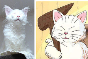 日本網友養了一隻長毛白長相酷似貓仙人