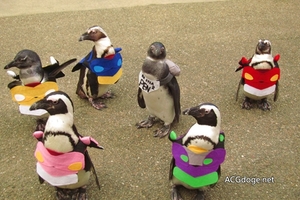 日本鳥取縣主題公園舉辦企鵝穿EVA 主題服裝散步活動