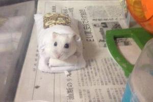 日本網友用手機套給小倉鼠做了個被窩，看起來也太萌啦！