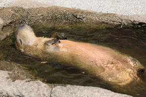 《每到日本動物園水豚都在裝死》是否有解決方法呢