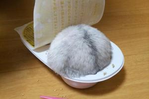 日本一隻倉鼠鑽進盒子裡化身“大福”！寵物也能cosplay