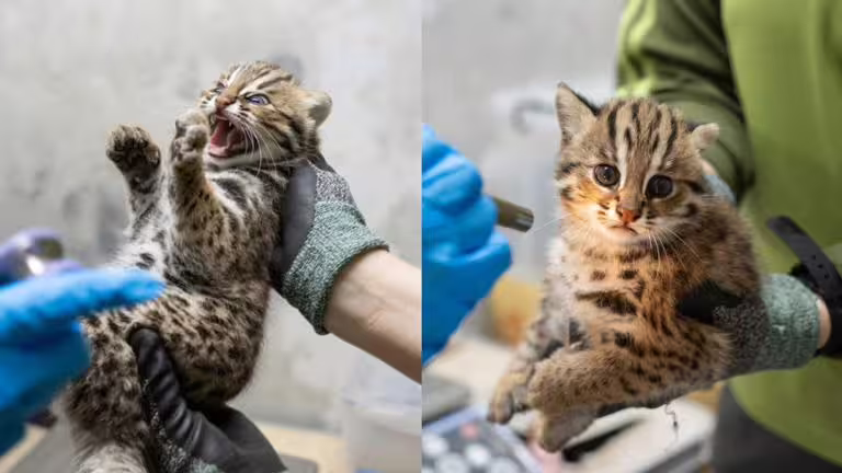 兩隻石虎寶寶命名結果出爐。(圖/台北市動物園提供) 兩隻石虎寶寶命名結果出爐。(圖/台北市動物園提供)