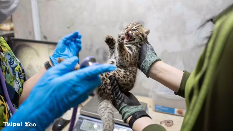 石虎「捲心蛋」。(圖/台北市動物園提供) 石虎「捲心蛋」。(圖/台北市動物園提供)