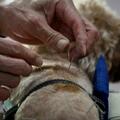 外媒：寵物針灸治療在中國方興未艾，被認為副作用更小