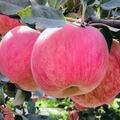 吃蘋果能消散甲狀腺結節？這2種水果，或對甲狀腺比較友好