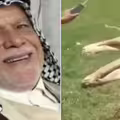 養寵物獅子！男子遭活活咬死　身體一半被吃掉