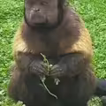 動物園「國字臉」猴爆紅 園方：帥的很特別
