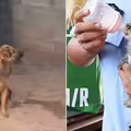 愛犬叼來「可愛小花貓」求收編　內行一看驚：快放回去！