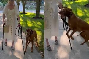 殘疾媽重新站起來了！　養5年服務犬「第一次看她走路」彈跳祝賀