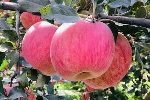 吃蘋果能消散甲狀腺結節？這2種水果，或對甲狀腺比較友好