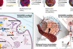 《CEJ》：血紅蛋白納米簇改善宮頸癌的化療-光動力聯合療法