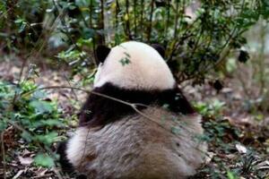 最牛賞「花」！一隻「頂流貓兒」助力成都熊貓基地成五一全國最火景點之一