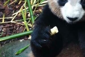 65歲的羅某某向大熊貓投擲玉米芯，獲終生禁止參觀的懲罰，支持嗎
