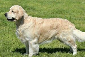 金毛獵犬訓練的 10 個技巧你知道哪些？