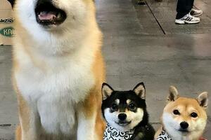 秋田犬VS柴犬，看完這6個區別，你更喜歡誰？